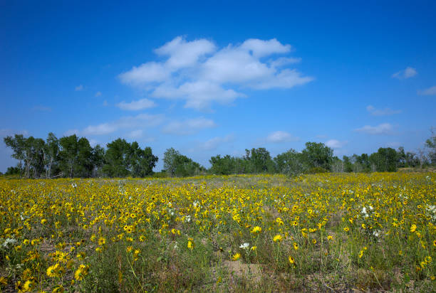 istock Field of wild flowers under blue sky 172969101