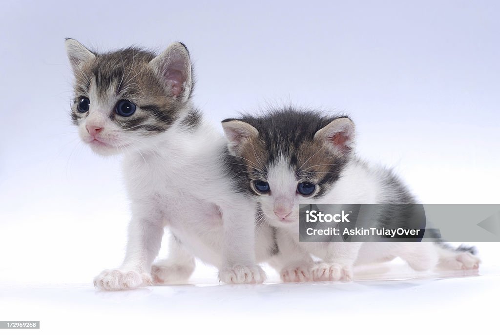 Baby Cats Twin Cats Animal Stock Photo