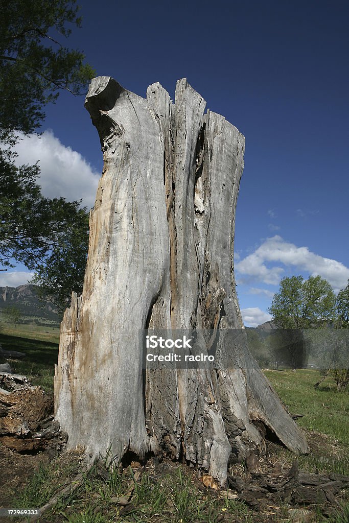 Baumstumpf - Lizenzfrei Abgestorbene Pflanze Stock-Foto