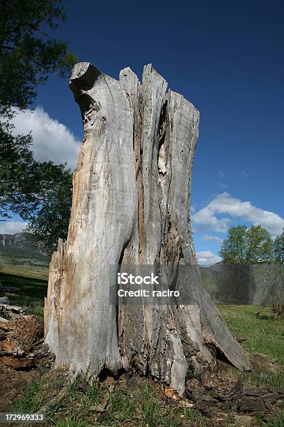 Baumstumpf Stockfoto und mehr Bilder von Abgestorbene Pflanze - Abgestorbene Pflanze, Alt, Aufnahme von unten