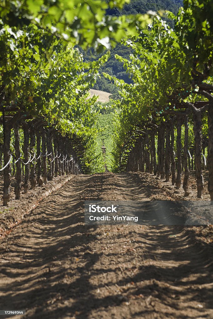 Vignoble Canopy - Photo de Agriculture libre de droits