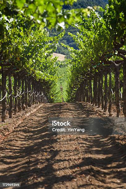 Photo libre de droit de Vignoble Canopy banque d'images et plus d'images libres de droit de Agriculture - Agriculture, Californie, Canopée