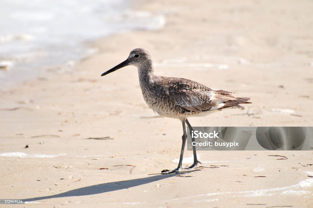 Sandpiper Sandpiper on the beach. Animal Stock Photo