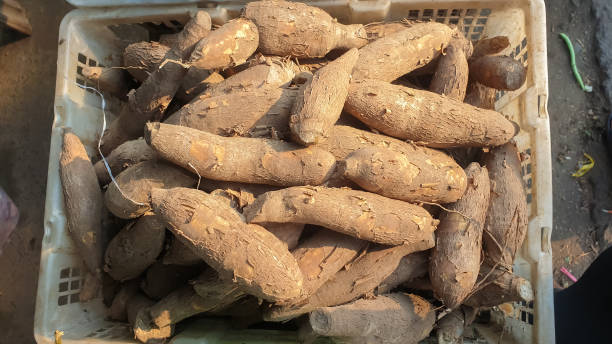 istock pile of cassava 1729695276