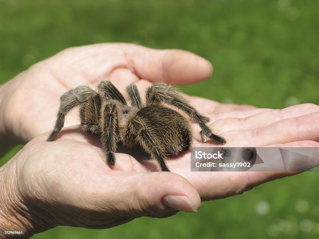 Tarantula Arachnid In Hand Close Up Stock Photo - Download Image Now ...