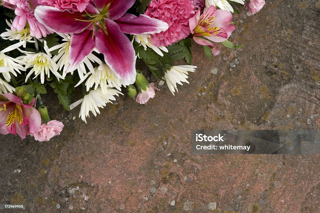 Rosa Blumen auf stone - Lizenzfrei Alge Stock-Foto