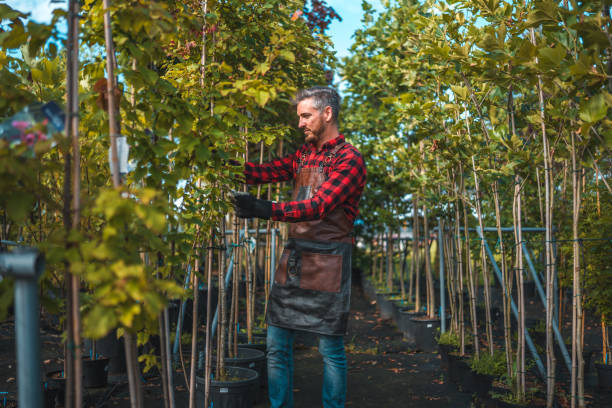 istock Gardener Caring for Vegetables in Garden Center 1729699145