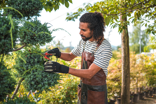 A Middle Eastern gardener, in an apron and gloves, trims plants in the garden center.