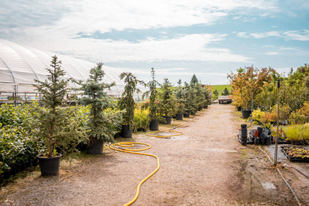 A path paved with stone tiles surrounded by various kinds of tress in plant pots at a garden center.