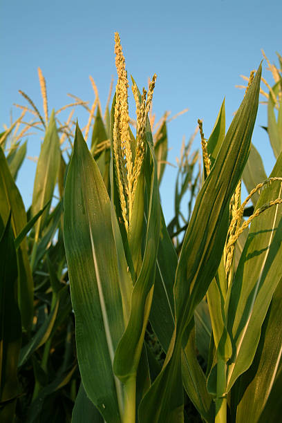 Corn Crop stock photo