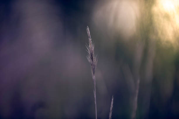 istock Grass in countryside pampas Argentina 1729702980