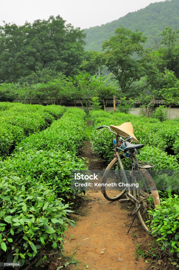 Tè di Longjing 龍井 Farm in XiHu (West Lake), Hangzhou, Cina - Foto stock royalty-free di Agricoltura