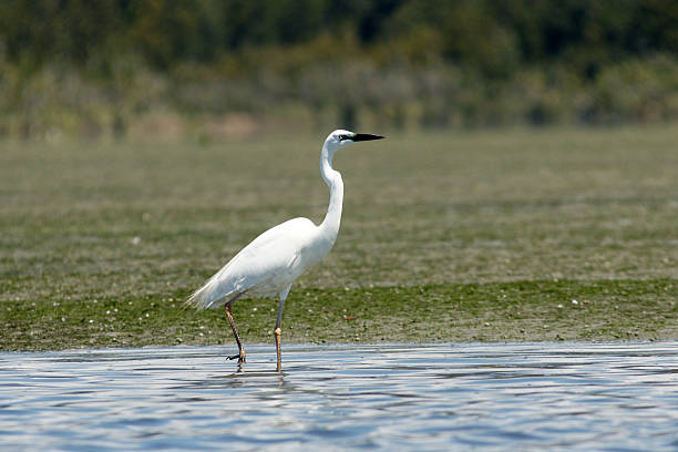 garça-branca nas águas rasas. - okarito lagoon - fotografias e filmes do acervo