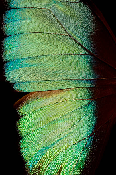 istock One half of a blue and green butterfly 172970454