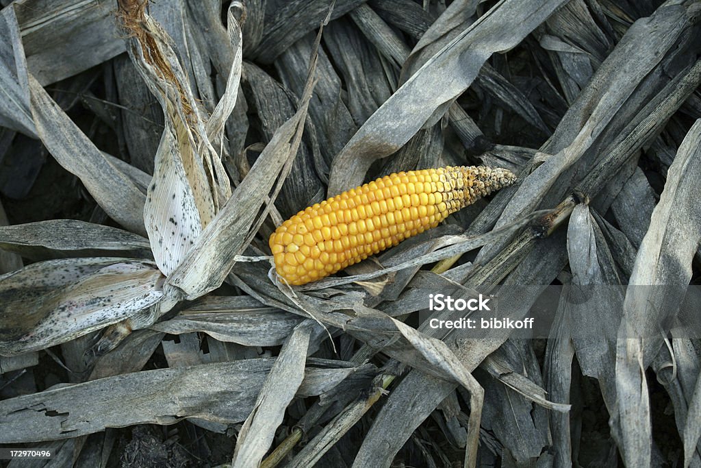 Colheita de milho - Foto de stock de Abstrato royalty-free