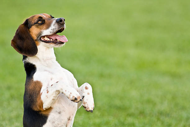 beagle - hound fotografías e imágenes de stock