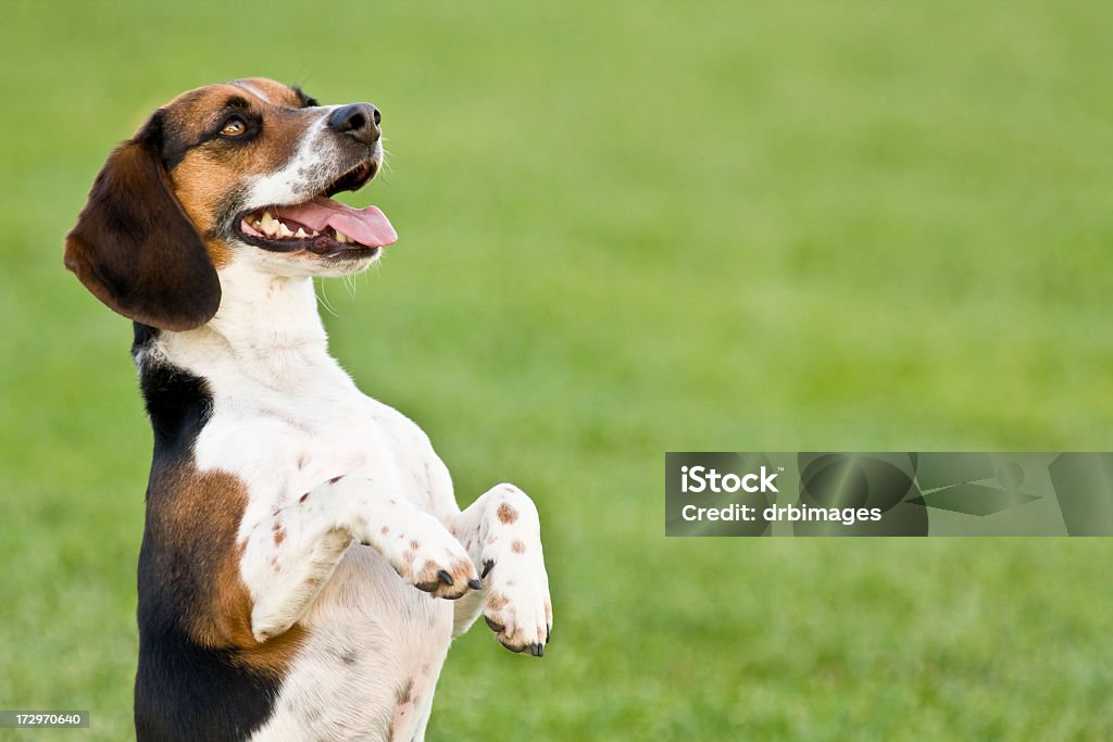 beagle - Foto de stock de Cão royalty-free