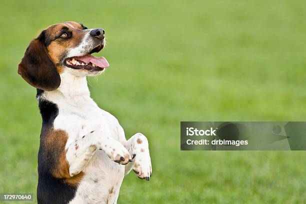 Foto de Beagle e mais fotos de stock de Cão - Cão, Pleitear, Implorar