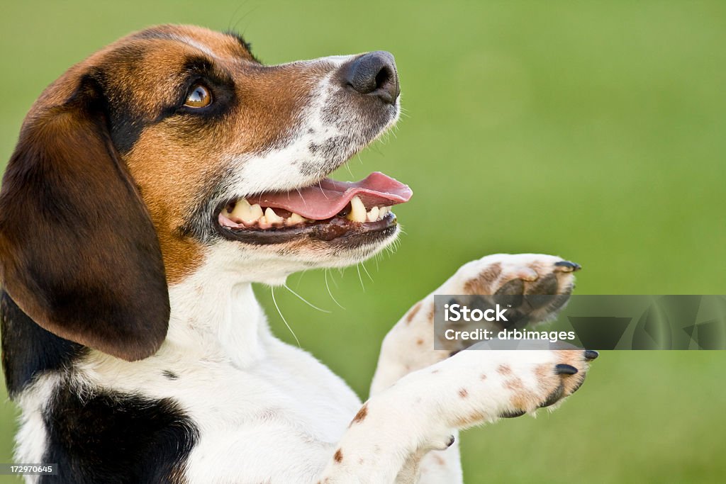 Demander un soin - Photo de Beagle libre de droits