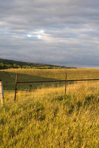 istock Gate to Open Pasture - Cattle in Distance 172970779