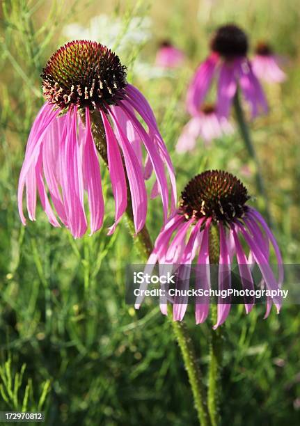 Echinacea Purpurea Oriental Coneflowers Púrpura Foto de stock y más banco de imágenes de Anual - Característica de planta - Anual - Característica de planta, Belleza de la naturaleza, Brote