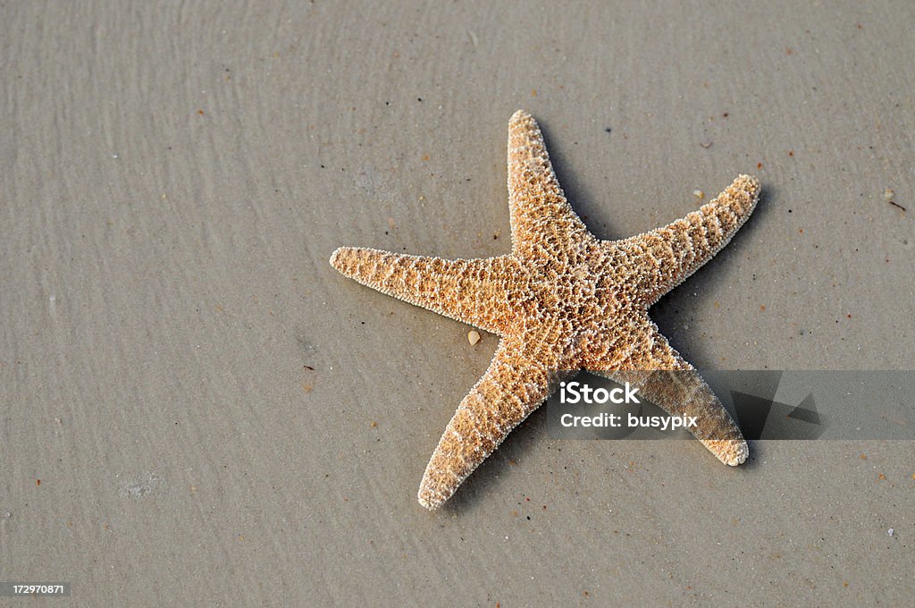 Estrela do mar na areia - Foto de stock de Animal royalty-free