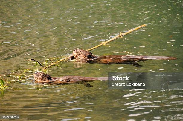 쌍의 Beavers 비버에 대한 스톡 사진 및 기타 이미지 - 비버, 건축하기, 알래스카