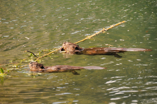 Pair of Beavers