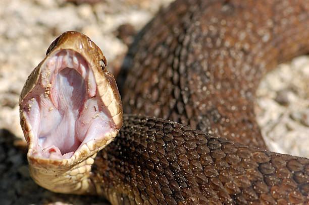 istock Cottonmouth Water Moccasin Threatens (Horizontal View) 172970970