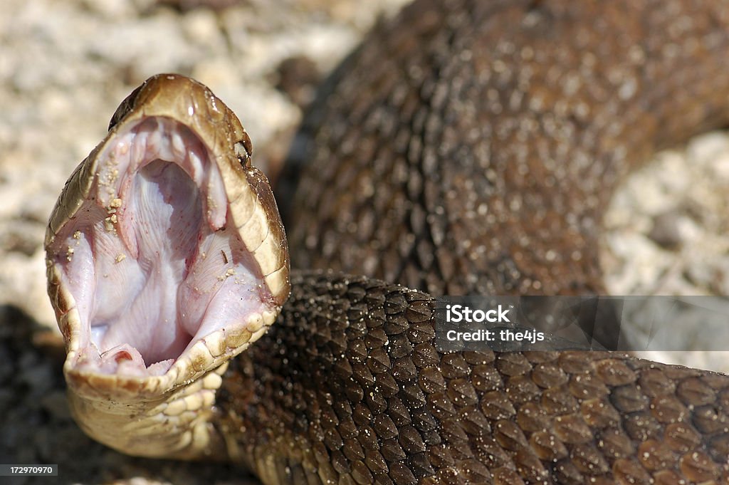 Cottonmouth Water Moccasin Threatens (Horizontal View) Portrait of a large Eastern Cottonmouth or Water Moccasin (Agkistrodon Piscivorus Piscivorus) coiled up displaying the Cotton like mouth it's named for. Biting Stock Photo