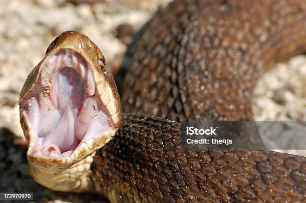 Cottonmouth Water Moccasin Threatens Stock Photo - Download Image Now