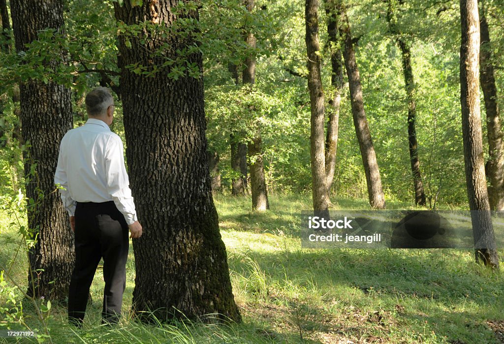 Человек не может Увидеть Дерево Для Деревьев - Стоковые фото Бизнес роялти-фри
