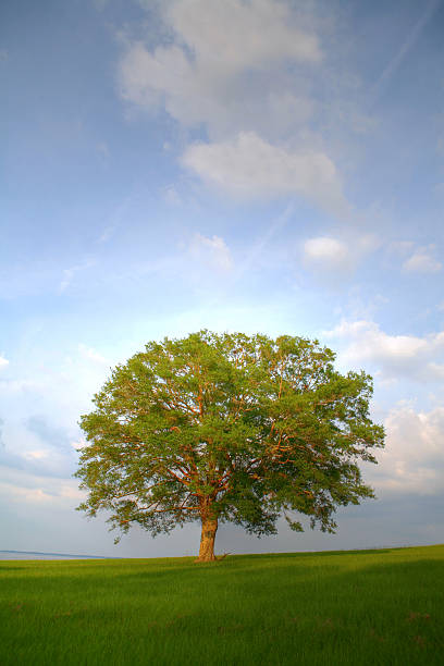 lone tree - oak tree tree grass hdr - fotografias e filmes do acervo