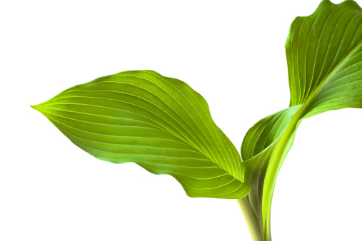 Healthy green Hosta plant on white background