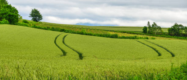 istock Beautiful rural scenery at summer day 1729714528