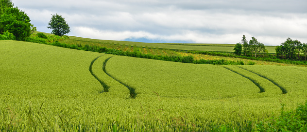 Beautiful rural scenery at summer day in Furano Township, Hokkaido, Japan.