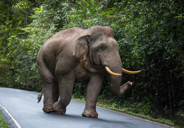 istock Large male wild elephants. 1729715052