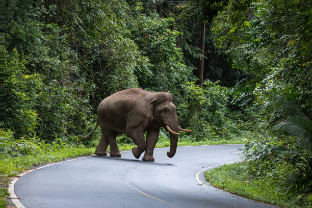 istock Large male wild elephants. 1729715053