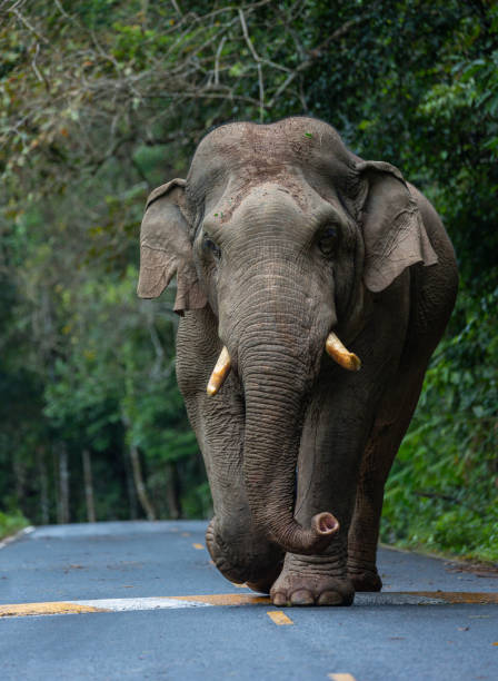 istock Large male wild elephants. 1729715054