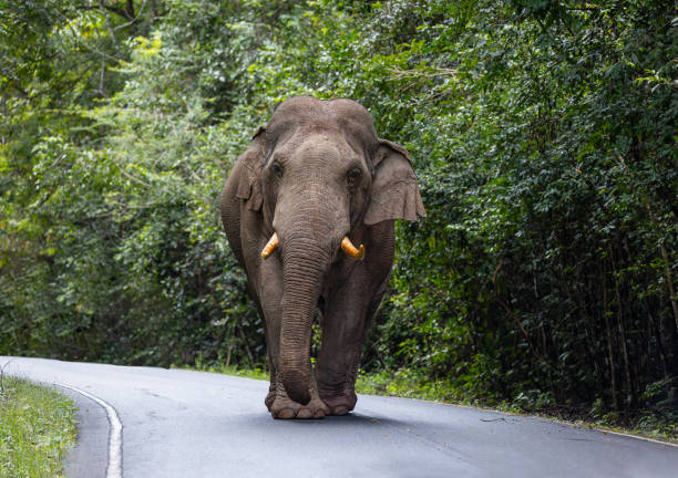 istock Large male wild elephants. 1729715055