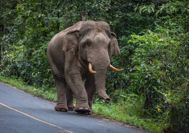 istock Large male wild elephants. 1729715067