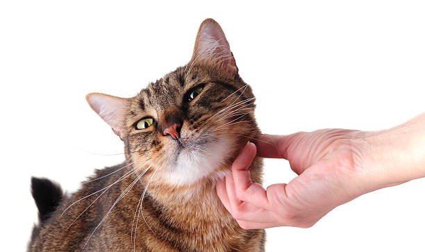 istock soft and hairy feline love 172971586