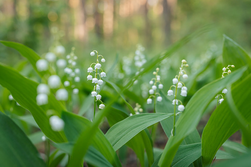 Calm evening in forest, blooming lily of the valley in full bloom