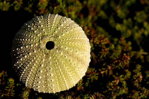 riccio di mare verde guscio (psammechinus miliaris - green sea urchin immagine foto e immagini stock