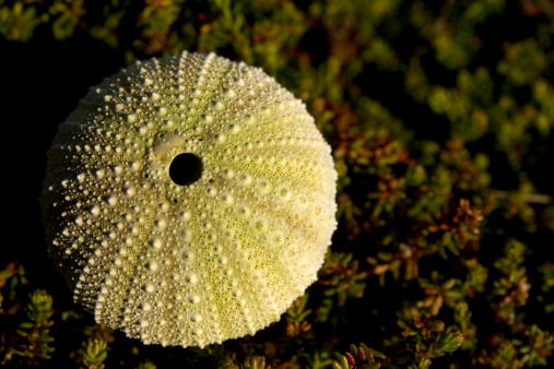 Empty shell of a Green Sea Urchin