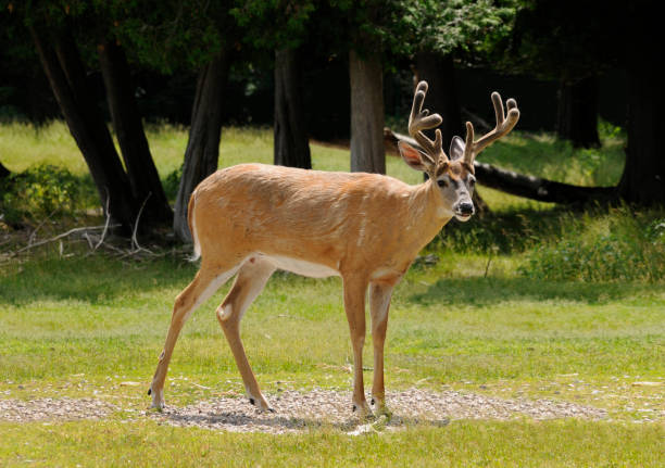 Ten Point Buck! Deer Season, Male Standing, Open Field, Hunting "As still as a statue, this young ten point buck stands in a clearing in the woods. Head slightly down, he indicates caution, as he spies something in the brush that doesn't look quite right." white tailed stock pictures, royalty-free photos & images