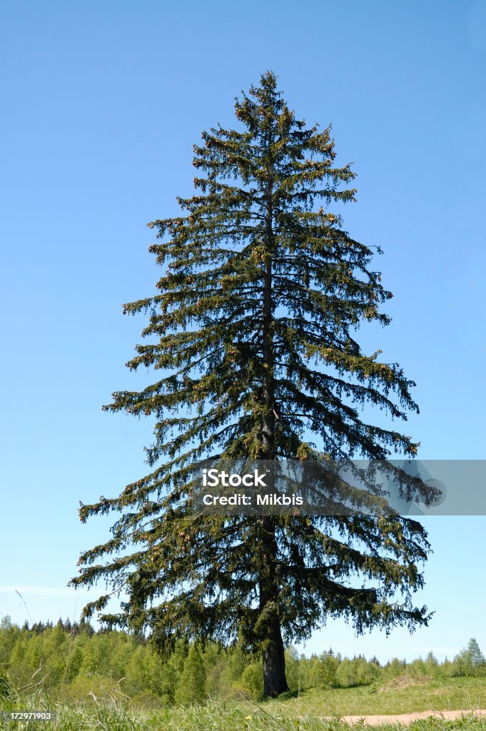 Pine - Foto de stock de Aire libre libre de derechos