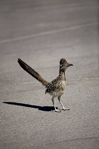 istock Roadrunner in street 172971948