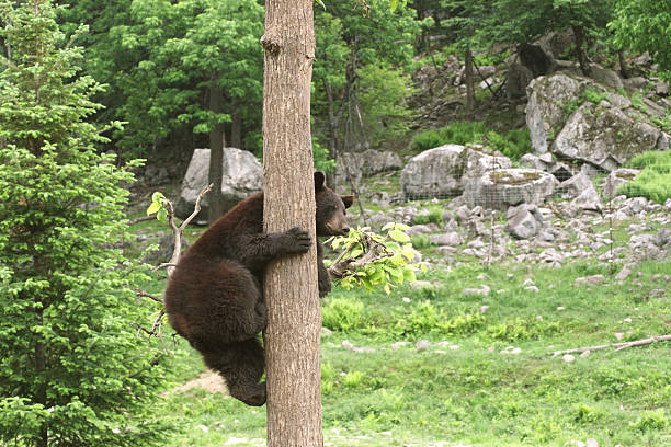 Bear Cub Climbing Tree stock photo