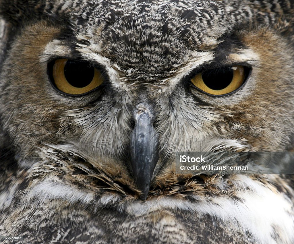 Búho tecolote (Bubo virginianus): Stare de - Foto de stock de Búho libre de derechos